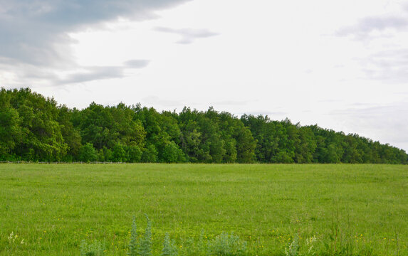 Green Field and Forest Line under Cloudy Sky front view