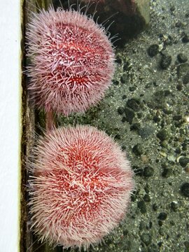 two vibrant pink sea urchins resting on a pebble seabed