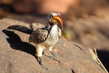 Rotringtoko oder Südlicher Gelbschnabeltoko / Southern yellow-billed hornbill / Tockus leucomelas © Ludwig