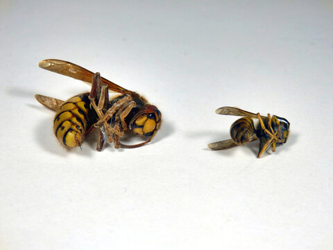 Close up of the deadly Asian hornet (Vespa velutina), alongside a wasp to give a comparison of size
