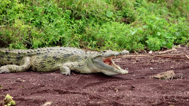 A Nile Crocodile, Crocodylus niloticus, suns itself on the banks of an island in Chamo Lake, Ethiopia.