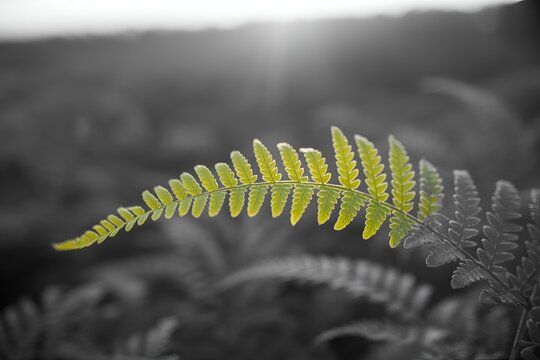 Green fern leaf close up backlit by warm sunlight selective color forest plant nature background foliage detail view