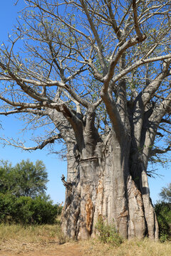 Afrikanischer Busch - Kr&uuml;gerpark - Affenbrotbaum / African Bush - Kruger Park - Baobab / Adansonia digitata