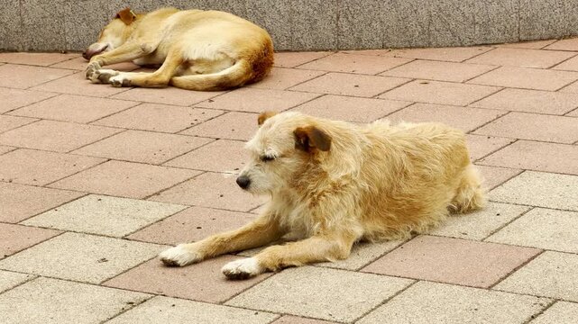 Two stray dogs rest peacefully on a paved walkway near a stone wall. One shaggy dog rests while another lies asleep. The gentle scene evokes a calm, sleepy feeling of quiet solitude.