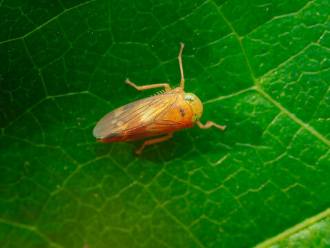 Close up macro view of a small brown leafhopper resting on a vibrant green leaf showing prominent veins
