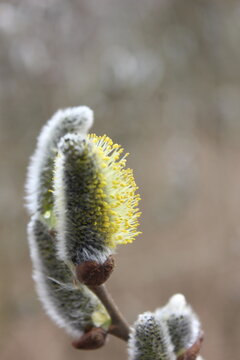 A soft and fuzzy willow catkin bloom, highlighting the fuzzy texture and yellow pollen against a blurred background. This image evokes the gentle arrival of spring