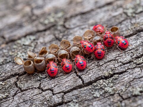 Newborn Jewel Bug Nymphs Emerge from Egg Sacs on Rough Wooden Surface