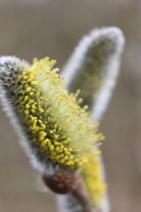 A close-up of a fuzzy catkin with bright yellow pollen, signaling the arrival of spring. The blurred background suggests a natural outdoor setting © Mateusz