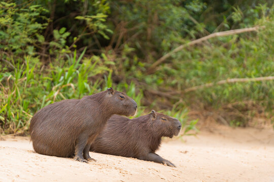 A Couple Of Capybaras Lying On A Riverbank, The Pantanal, Brazil  