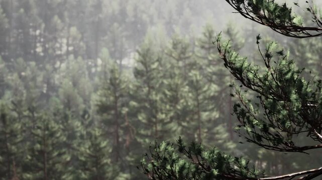 The scene shows tall trees in a forest during the morning. Sunlight filters through the branches. The area appears rich with green foliage and varied tree types.