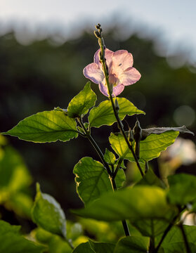 Fleur Asystasia gangetica "asystas du Gange" ou violette chinoise