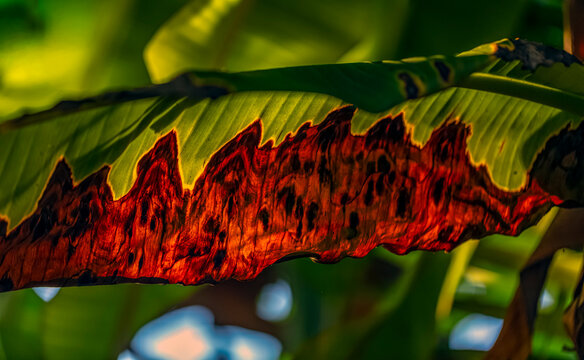 Feuille de bananier vieillissante dans le rayon de soleil de fin de journ&eacute;e