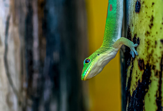 Gecko vert de Madagascar &agrave; Mo'orea en Polyn&eacute;sie