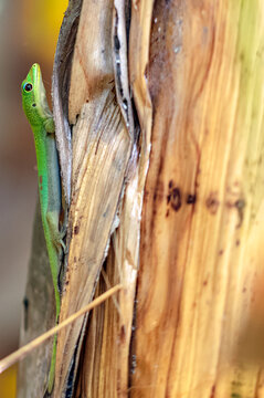 Gecko vert de Madagascar &agrave; Mo'orea en Polyn&eacute;sie