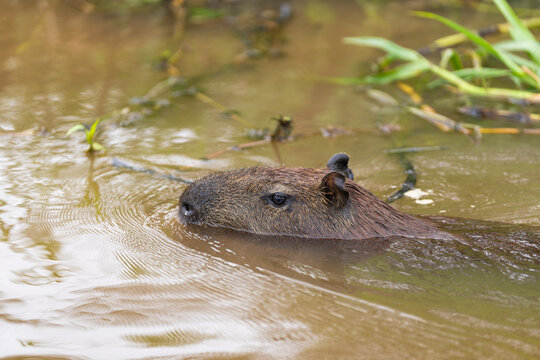 Capybara Swimming In A River, The Pantanal, Brazil  