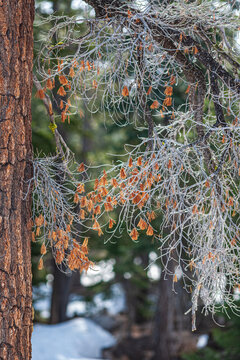 Vertical closeup of frozen pine tree branches with ice glaze in winter forest