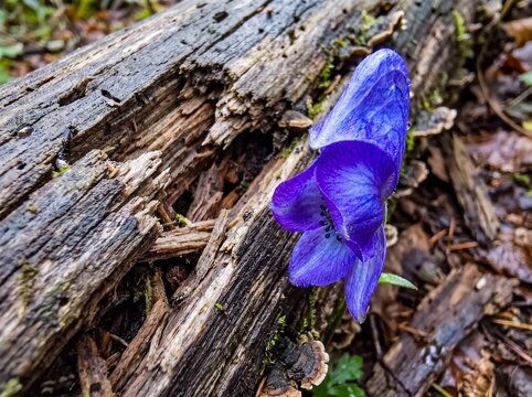 Vibrant purple Wolfsbane flower blooming beside decaying weathered log in forest
