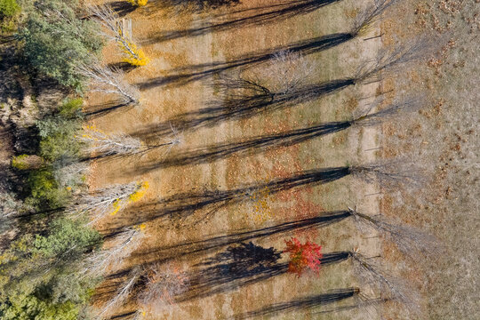 Long shadows from rows of golden poplar trees