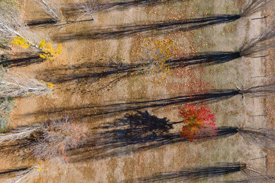 Long shadows from rows of golden poplar trees