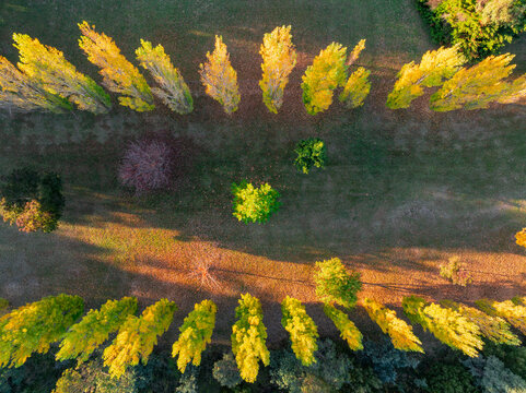 Rows of colorful golden poplar trees in a country town park