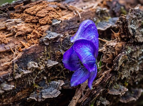 Vibrant Purple Wolfsbane Flower Blooms on Textured Fallen Log with Fungi