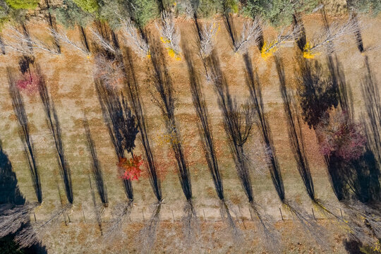 Long shadows from rows of golden poplar trees