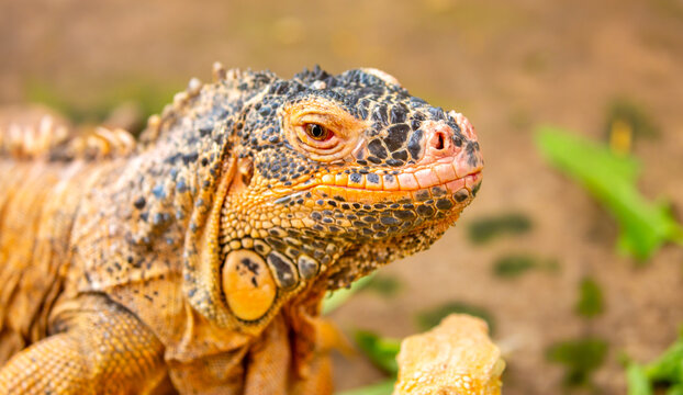 A close-up of an iguana. A beautiful, multicolored lizard with vibrant, colorful skin. An exotic, tropical animal.