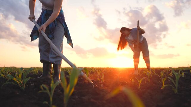 In the field, a woman works with a hoe while another woman tends to plants at sunset. The sunset creates a warm glow over the field and the women.