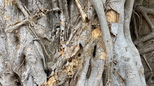 The natural texture of tree trunks and roots merges with rough, cracked, and weathered bark. These organic details showcase unique patterns, earthy tones, and natural character.