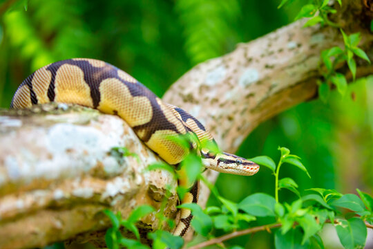 A python lies on the ground and on rocks in the wild.Close-up of a boa constrictor on a tree. Snake skin. Reptile.