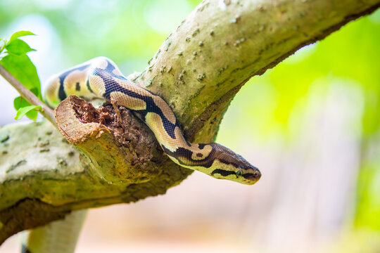A python lies on the ground and on rocks in the wild.Close-up of a boa constrictor on a tree. Snake skin. Reptile.