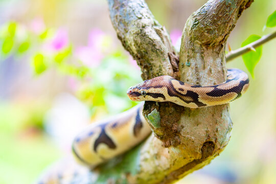 A python lies on the ground and on rocks in the wild.Close-up of a boa constrictor on a tree. Snake skin. Reptile.