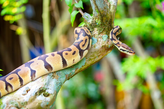 A python lies on the ground and on rocks in the wild.Close-up of a boa constrictor on a tree. Snake skin. Reptile.