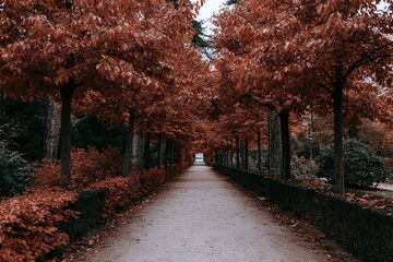 Obraz premium The Tree Lined Path Through an Autumn Forest with Orange Leaves
