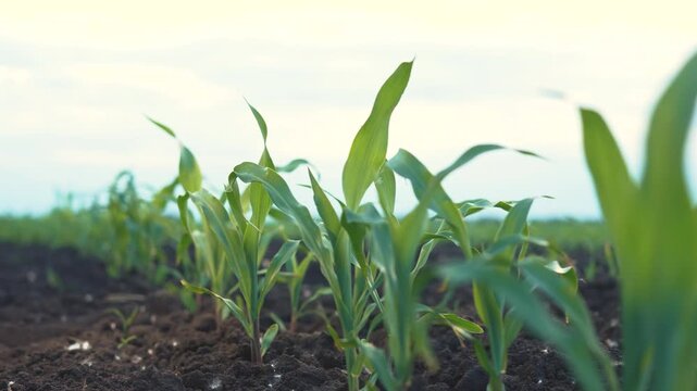 The green corn plants grow steadily in the dark soil, as the corn plants stand tall under the sky. The corn plants reach for sunlight against a bright background.
