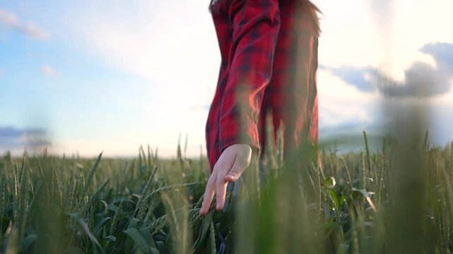 A woman in a red flannel shirt walks through a field of green wheat, her hand gliding over the tall wheat. The sunset creates a peaceful scene in the wheat.