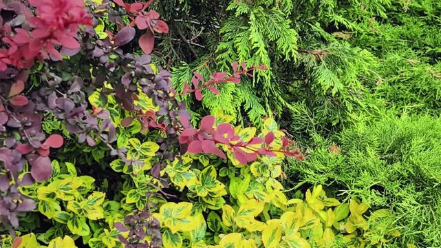 Colorful garden shrubs with variegated euonymus barberry and thuja in summer