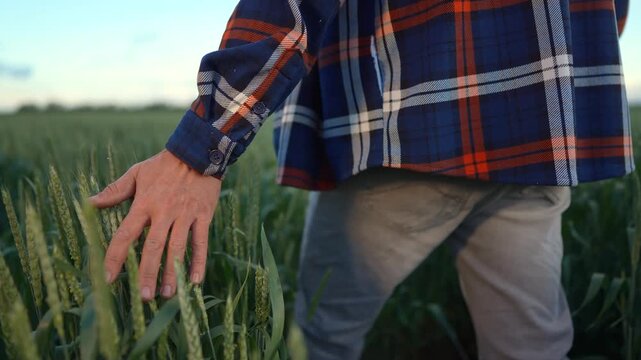 The man in the plaid shirt touches the wheat with his hand, sensing the growth of the wheat. The man explores the green field filled with wheat.