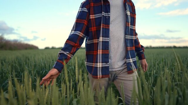 The man walks through the wheat field, touching the wheat heads gently. The man enjoys the greenery while exploring the wheat field.