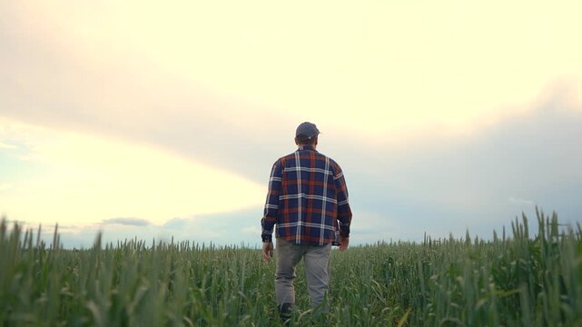 The man walks through the field of wheat, observing the tall green stalks. The man moves slowly while taking in the expansive landscape around him.