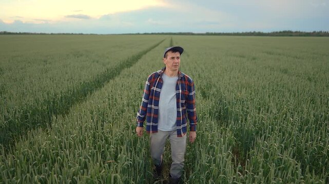 A man in a plaid shirt walks through a green field, observing the wheat. The man surveys the field, surrounded by the tall green wheat.