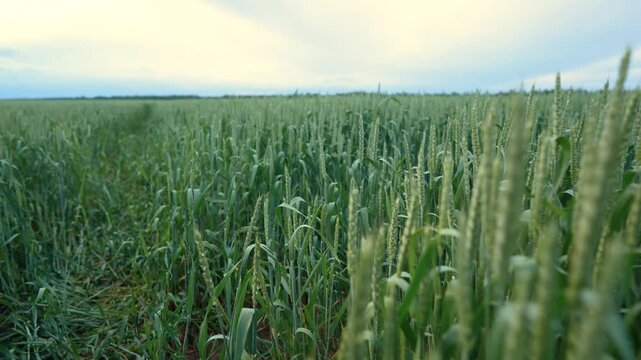 The field shows tall green wheat plants swaying gently. The wheat field stretches far with a clear sky above, emphasizing the vastness of the scene.