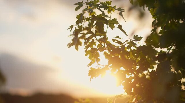 The leaves glisten as the sun casts its light through the branches. Bright sunlight filters through the vibrant green leaves in the serene setting.