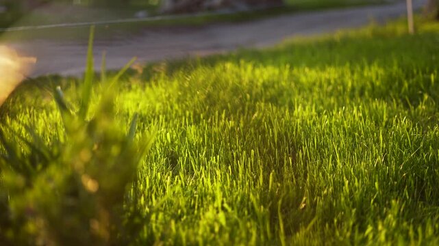 The vibrant grass in the warm sunlight highlights the soft texture of the grass. The lush grass sways gently, creating a serene environment around the grass.