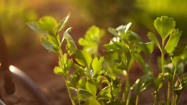 The green plants thrive in the sunlight, showcasing bright green leaves that flourish in the warm environment. The green leaves stand tall, flourishing near the soft soil.