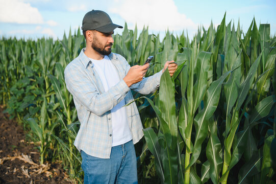 Farmer using smartphone checking corn crop health