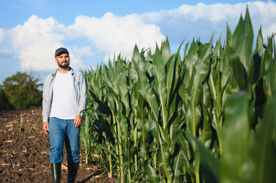 Agronomist inspecting cornfield examining crop growth outdoors