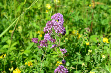 Oregano Plant with Purple Flowers Blooming in Meadow front view © Irina