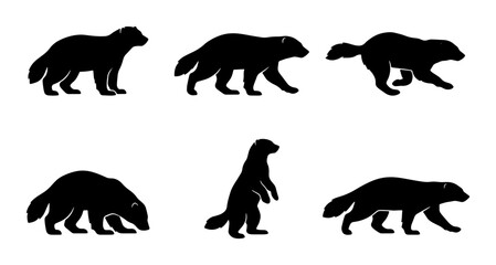 Obraz premium Wolverine Silhouettes Vector Set: Diverse Poses of Wild Animal Icons, Black and White Graphic Resources