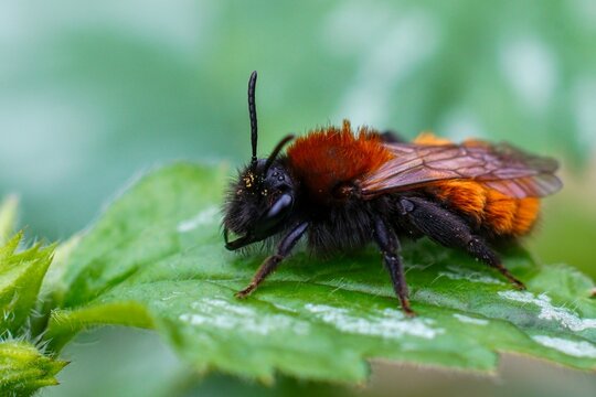 Closeup on a colorful fluffy, female Tawny mining bee , Andrena fulva perched on a green leaf in the garden